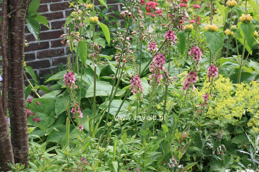 Verbascum 'Royal Highland'