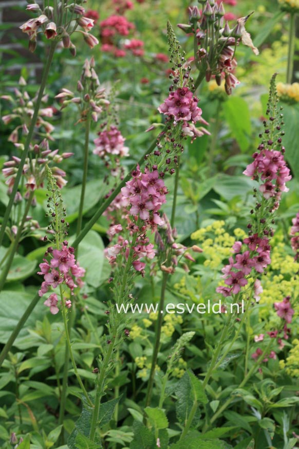 Verbascum 'Royal Highland'