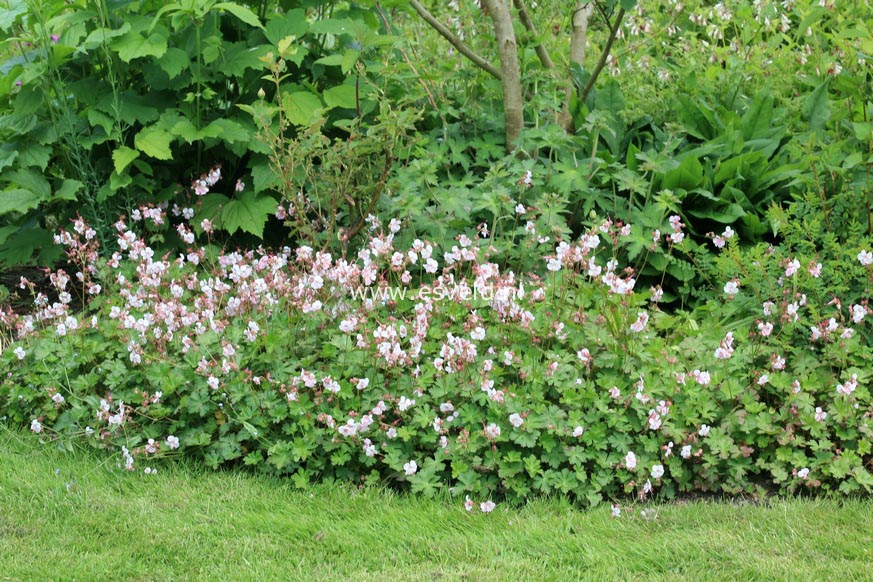 Geranium cantabrigiense 'Biokovo'