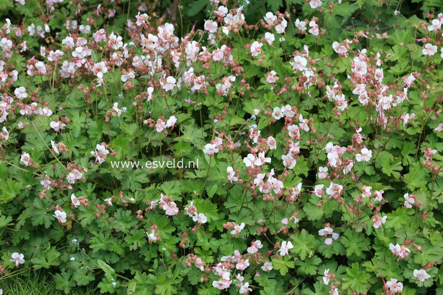 Geranium cantabrigiense 'Biokovo'