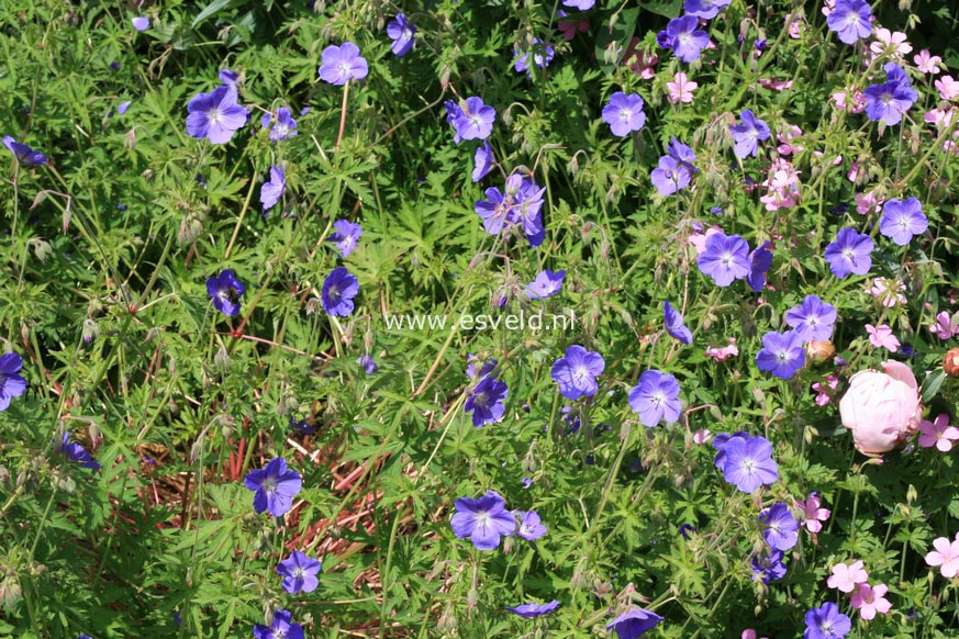 Geranium 'Brookside'