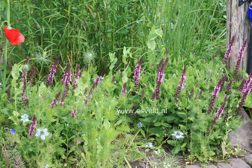 Salvia nemorosa 'Flor Sal Roz' (SENSATION DEEP ROSE)