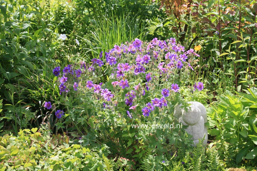 Geranium magnificum