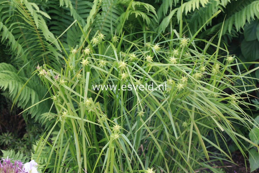 Carex grayi