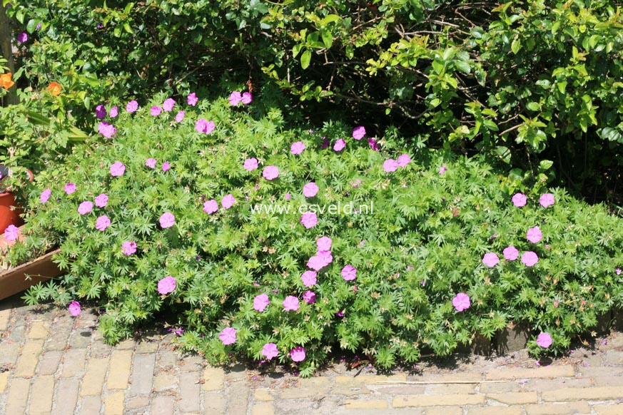 Geranium sanguineum