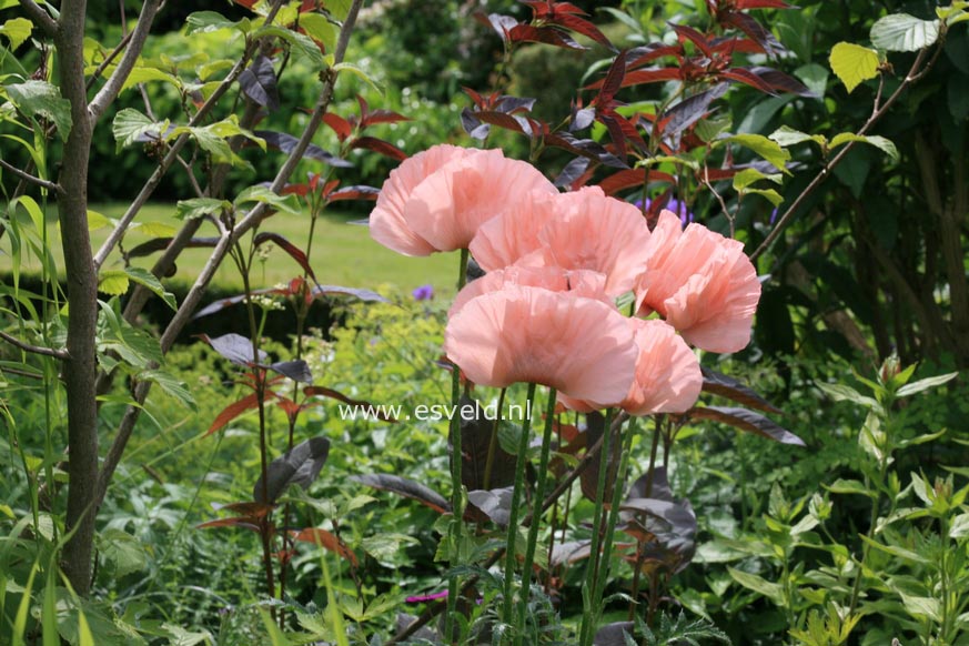 Papaver orientale 'Helen Elizabeth'