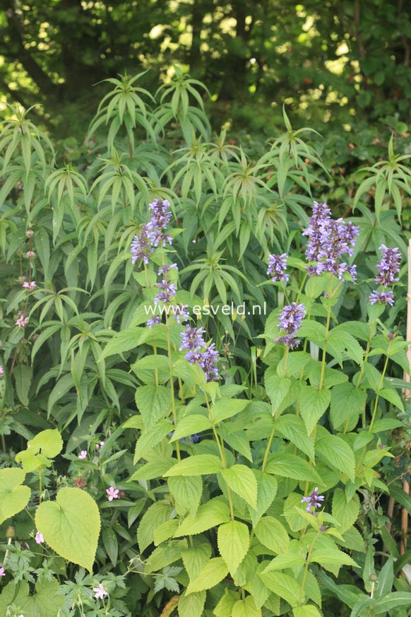 Nepeta subsessilis