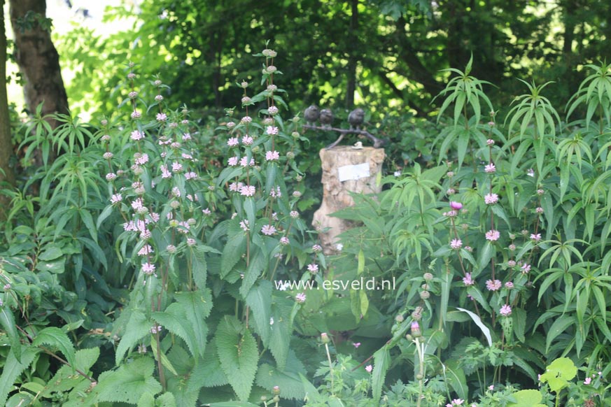 Phlomis tuberosa