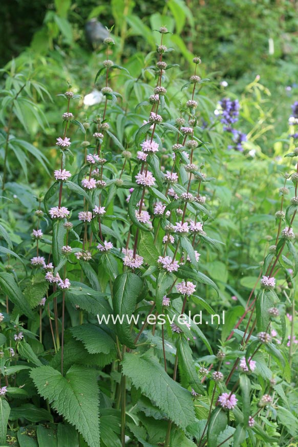 Phlomis tuberosa