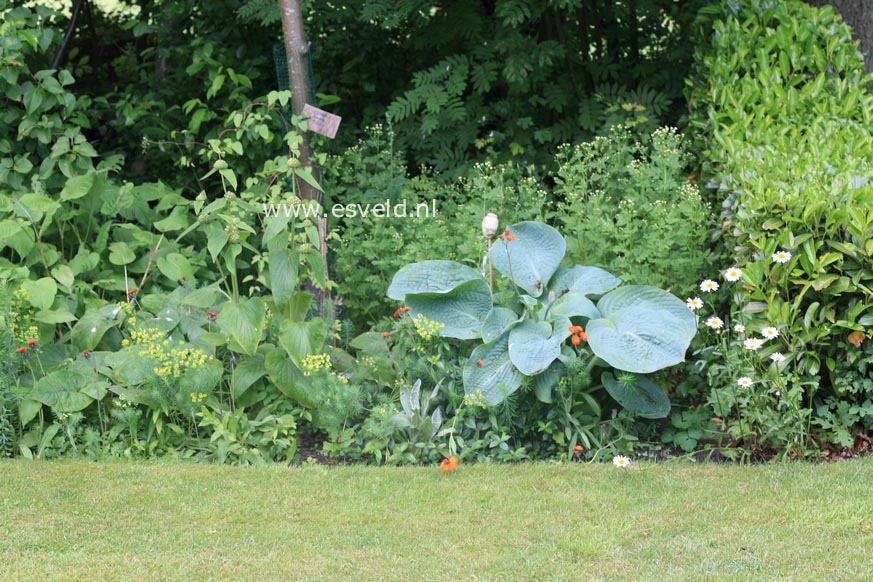 Hosta 'Big Daddy'