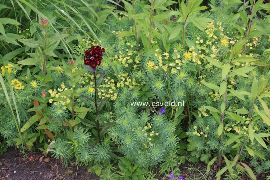 Euphorbia cyparissias