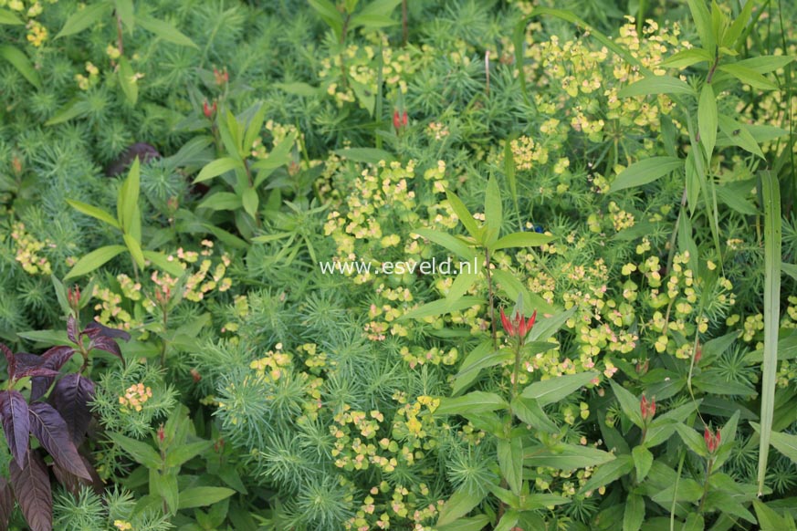 Euphorbia cyparissias