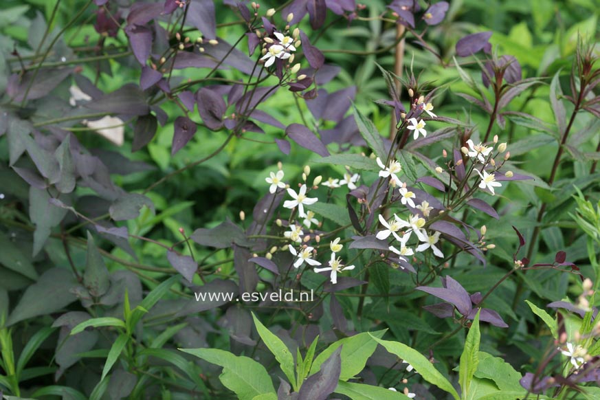 Clematis recta 'Purpurea'