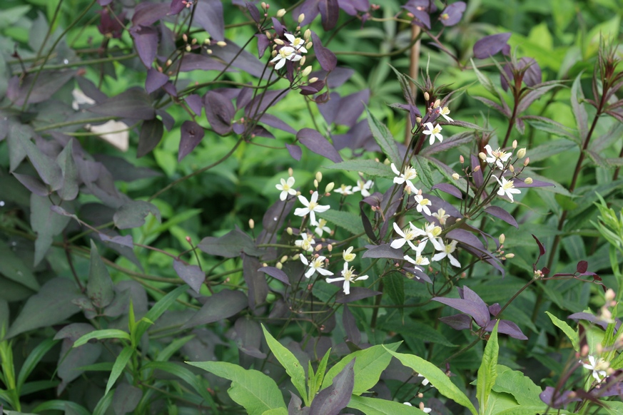 Clematis recta 'Purpurea'