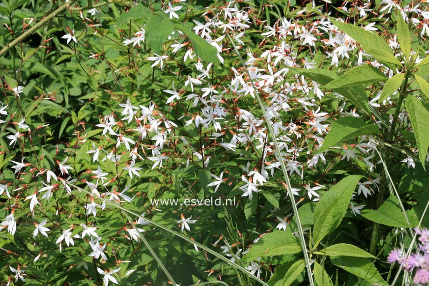 Gillenia trifoliata