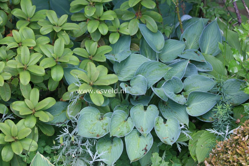 Hosta 'Halcyon'