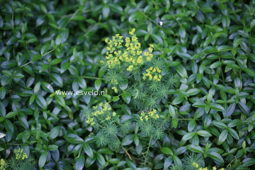 Euphorbia cyparissias