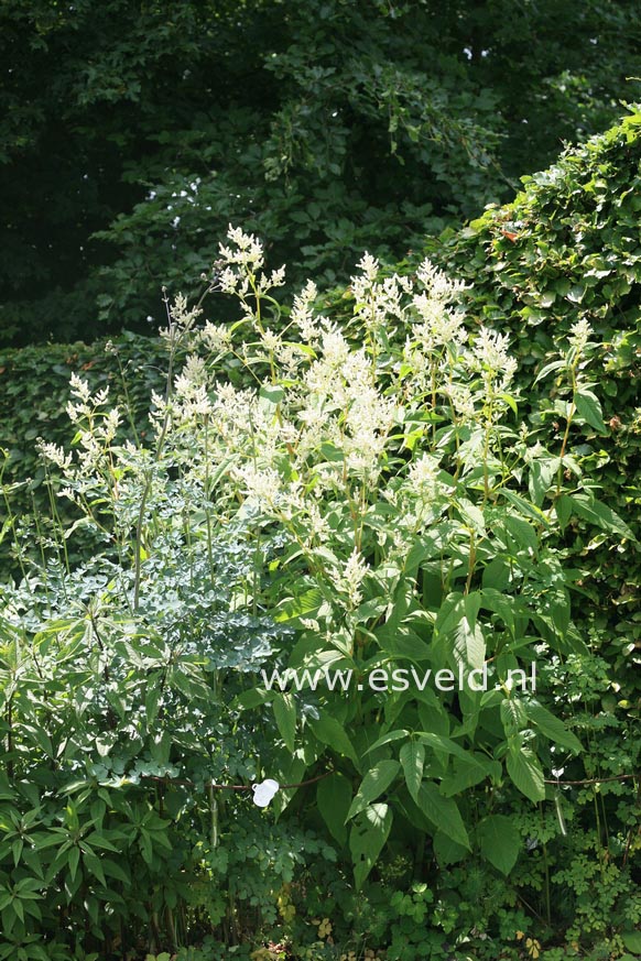 Persicaria polymorpha