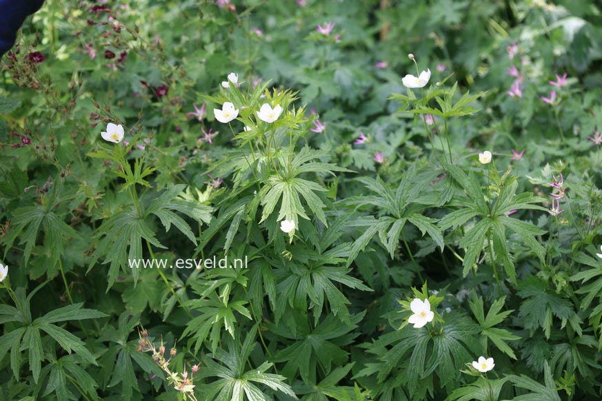 Anemone rivularis