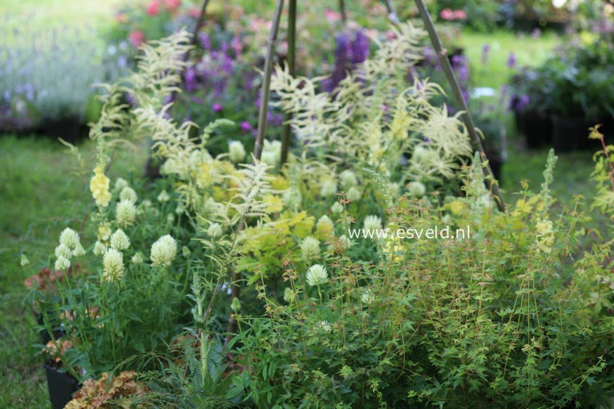 Trifolium ochroleucon