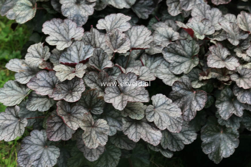 Heuchera 'Silver Scrolls'