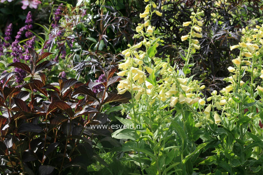 Digitalis grandiflora 'Carillon'