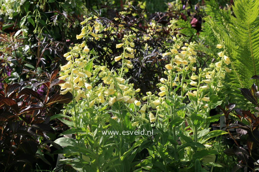 Digitalis grandiflora 'Carillon'