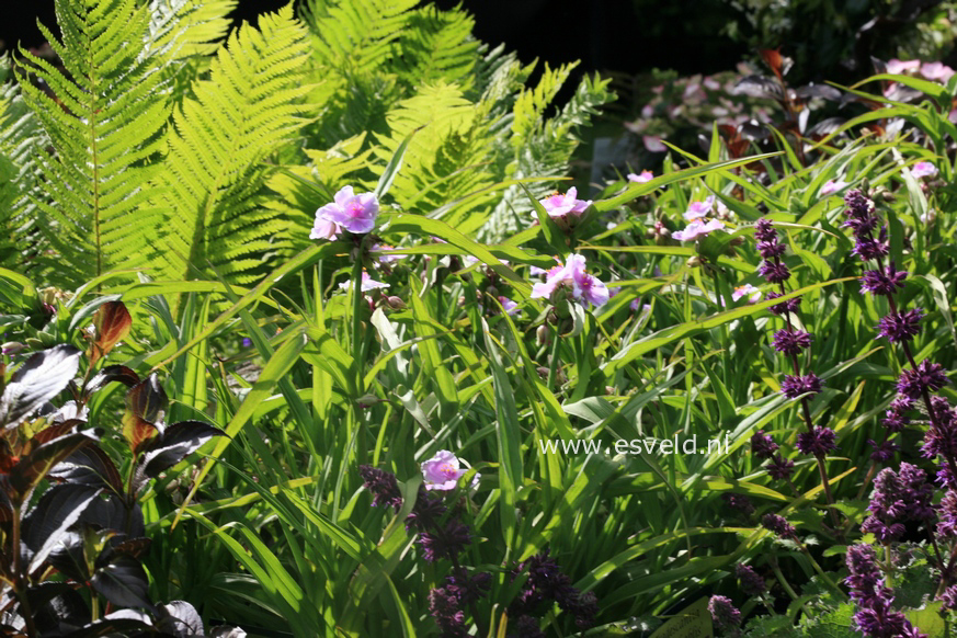 Tradescantia andersoniana 'Pink Chablis'