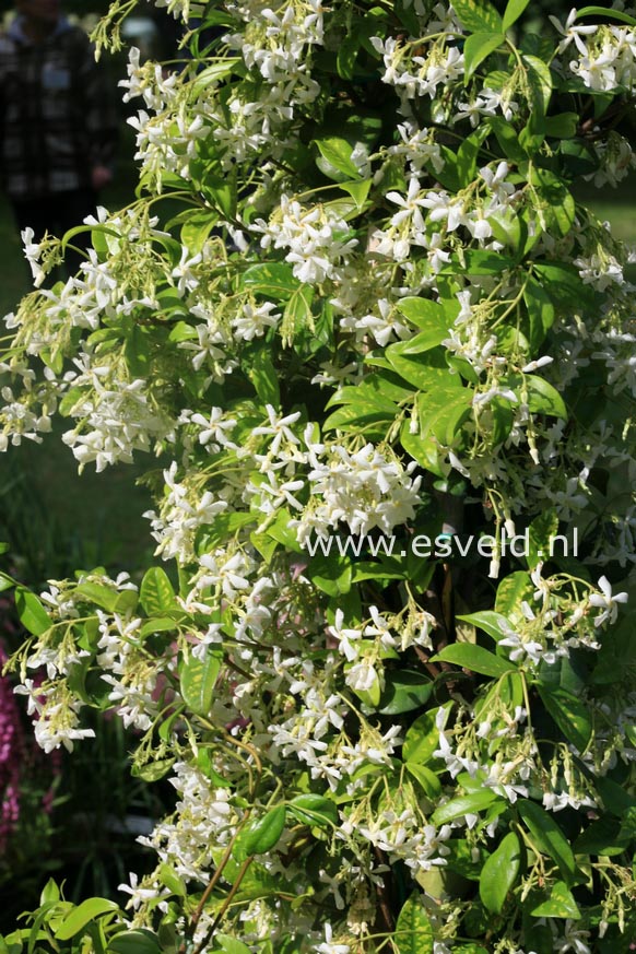 Trachelospermum jasminoides