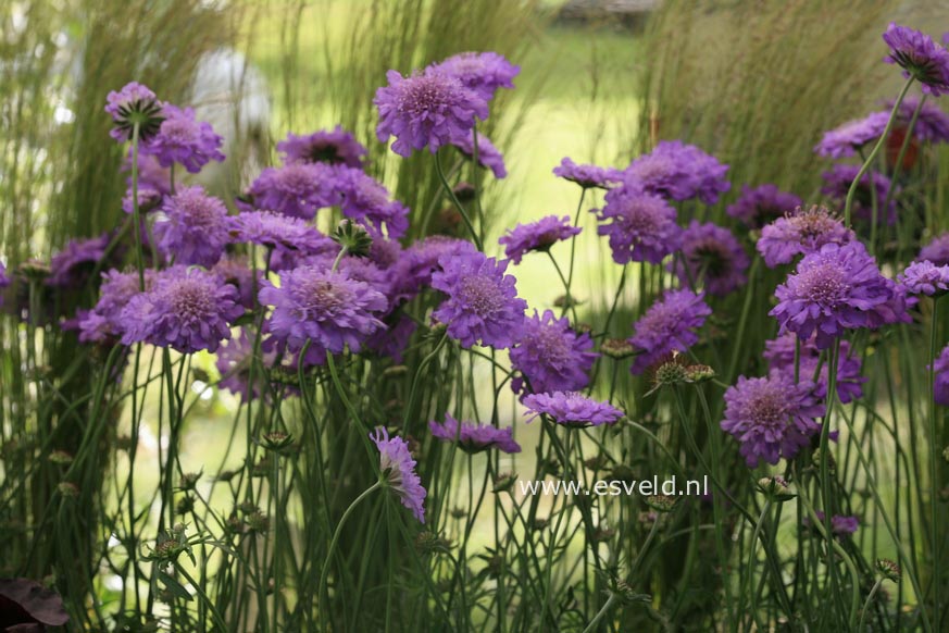 Scabiosa columbaria 'Butterfly Blue'