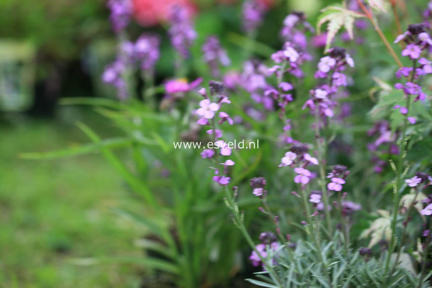 Erysimum 'Bowles Mauve'