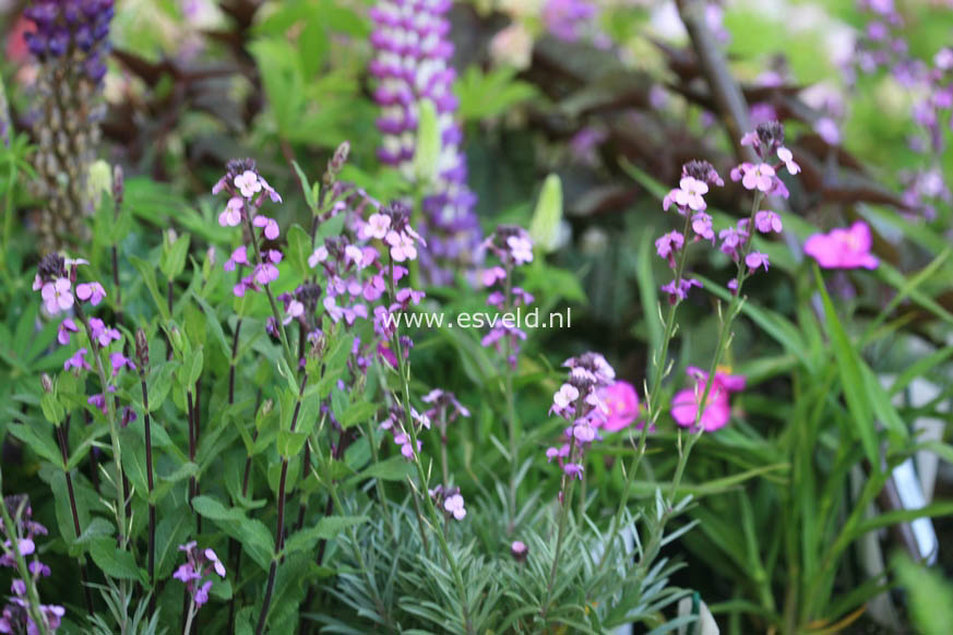 Erysimum 'Bowles Mauve'