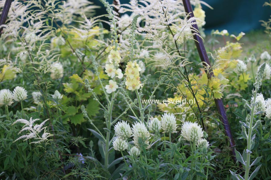 Verbascum 'Gainsborough'