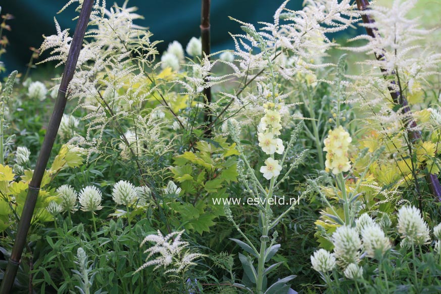 Verbascum 'Gainsborough'