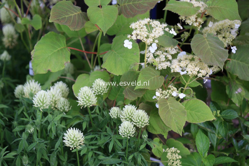 Hydrangea aspera 'Elegant White'