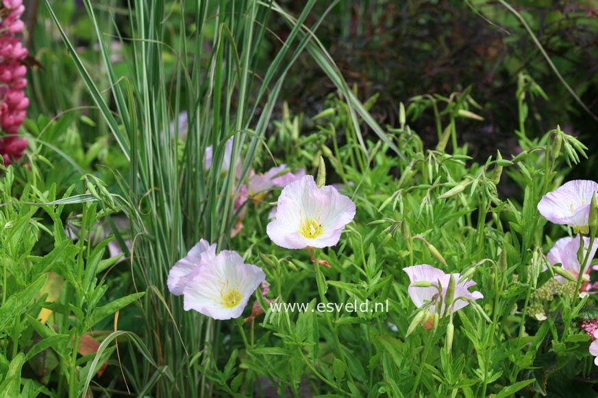 Oenothera speciosa 'Siskiyou'