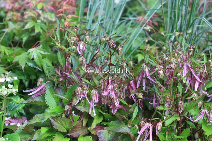 Campanula 'Pink Octopus'