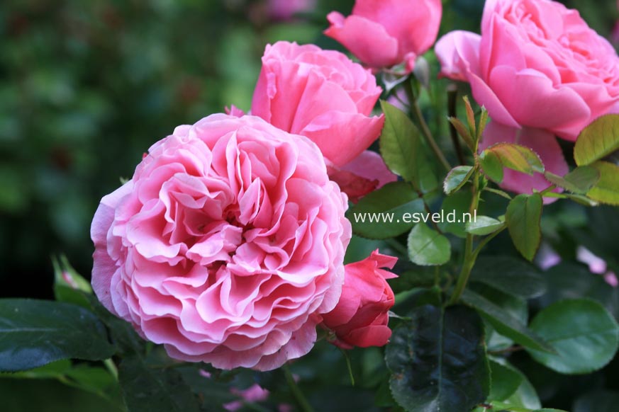 Rosa 'Meideauri' (LEONARDO DA VINCI)