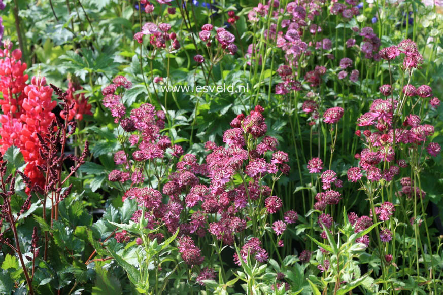 Astrantia major 'Dark Shiny Eyes'