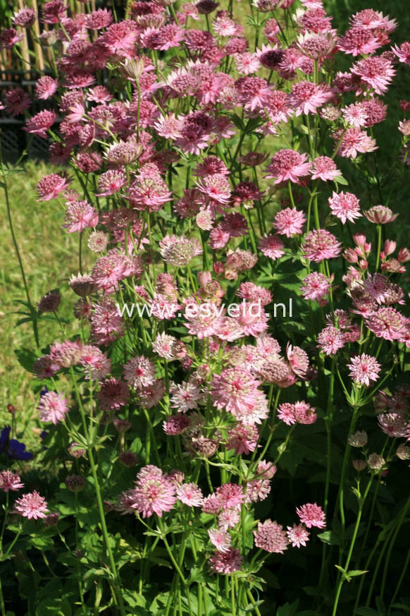 Astrantia major 'Roma'