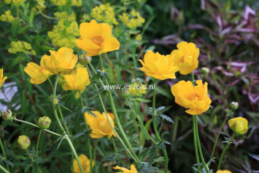 Trollius stenopetalus