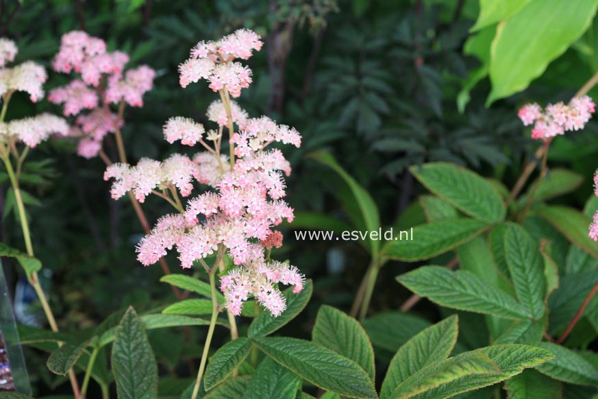 Rodgersia pinnata 'Chocolate Wings'