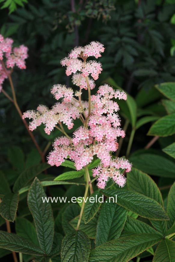 Rodgersia pinnata 'Chocolate Wings'