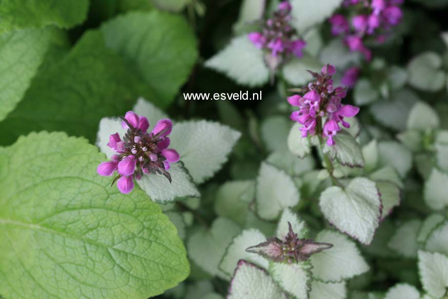 Lamium maculatum 'Sterling Silver'