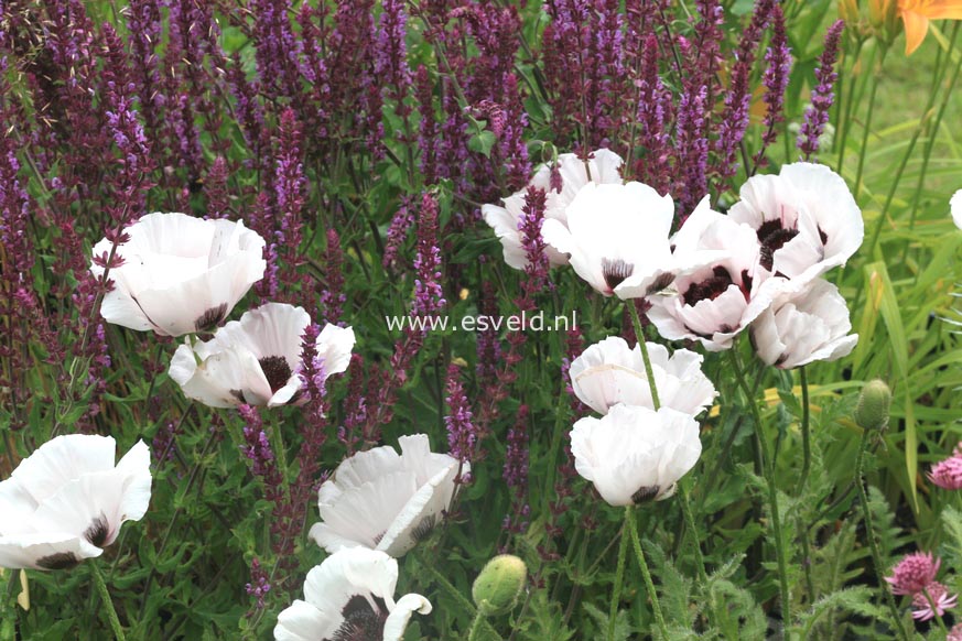 Papaver orientale 'Perry's White'