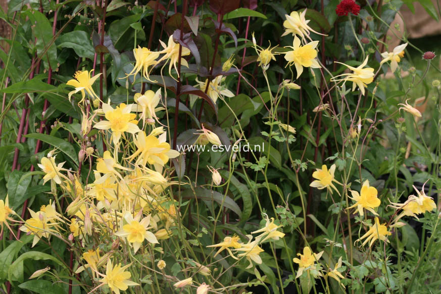 Aquilegia chrysantha 'Yellow Queen'