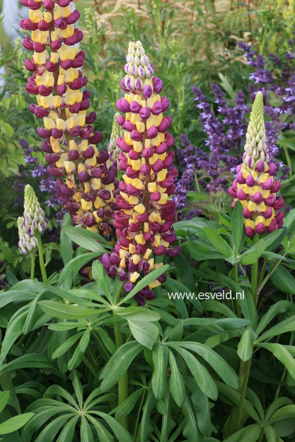 Lupinus 'Manhattan Lights' (WESTCOUNTRY SERIE