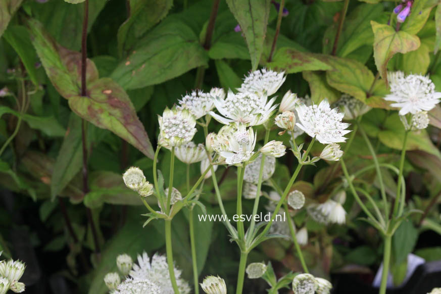 Astrantia major 'Shaggy'