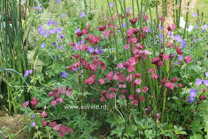 Astrantia major 'Dark Shiny Eyes'