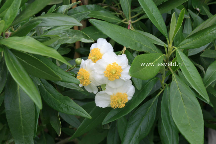 Carpenteria californica